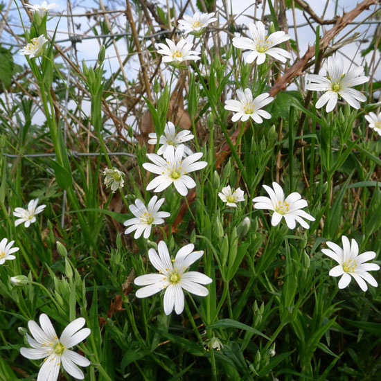 Greater Stitchwort